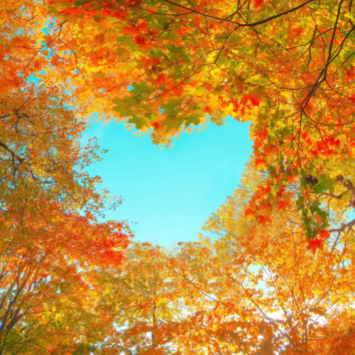 Stepping Into Autumn: Foot Care Tips for the Fall Season - Next Step ...